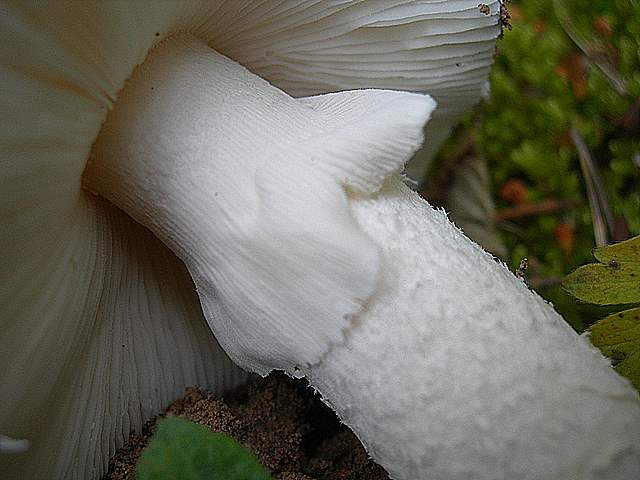Amanita spec. Cod.: 8509-08